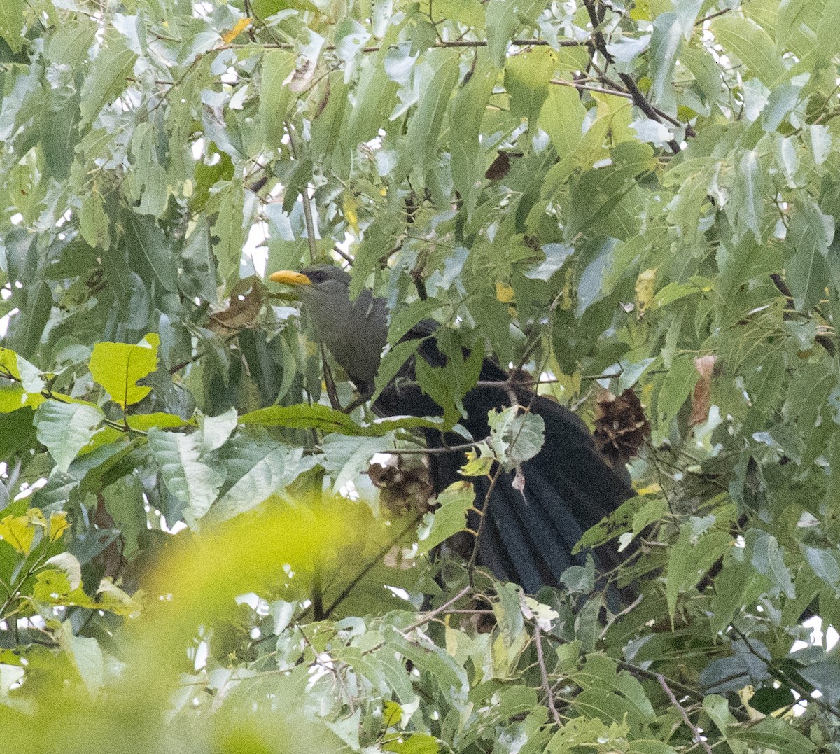 Green Malkoha - ML644448450