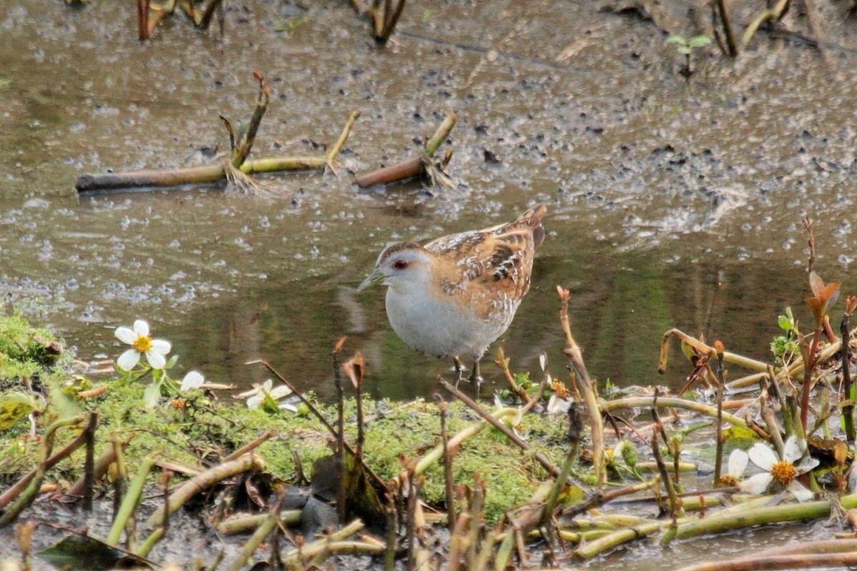 Marouette de Baillon - ML644448451