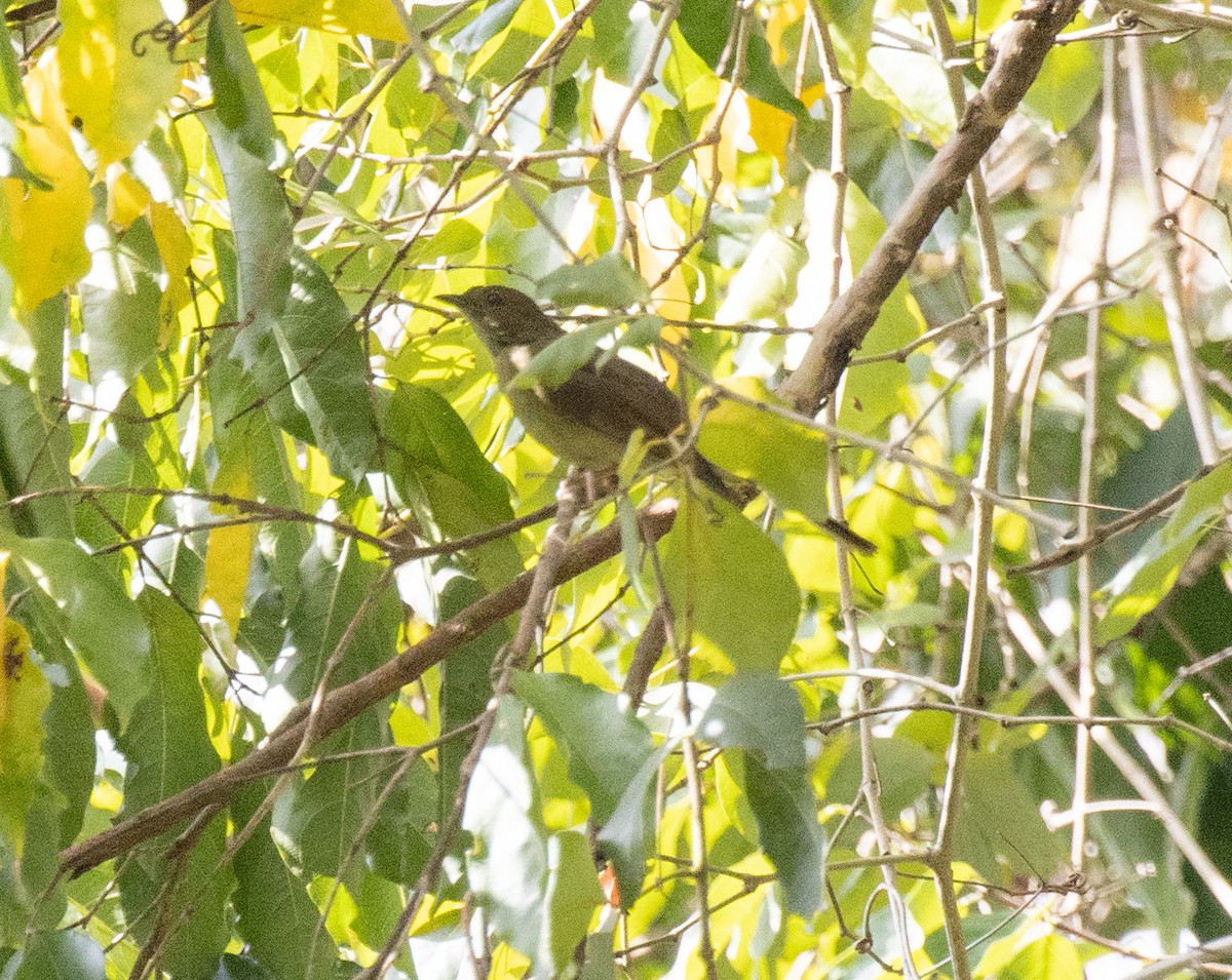 Little Greenbul - ML644448476