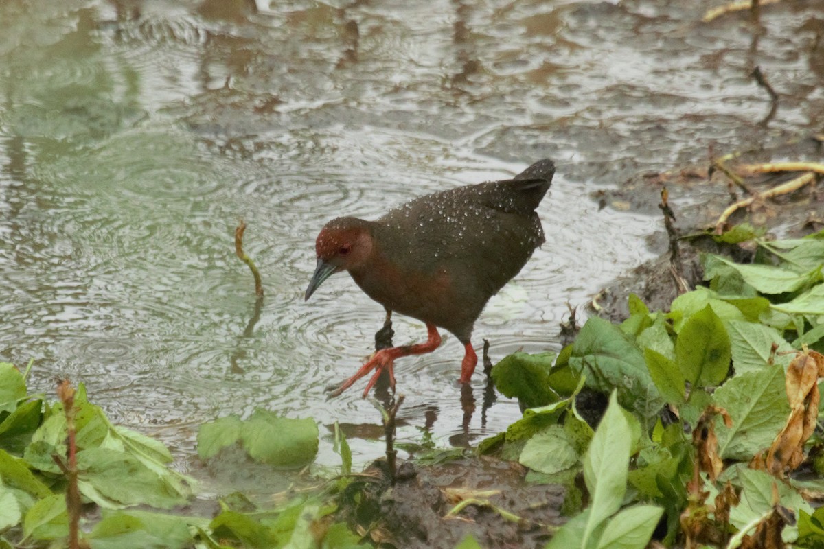 Marouette brune - ML644448477