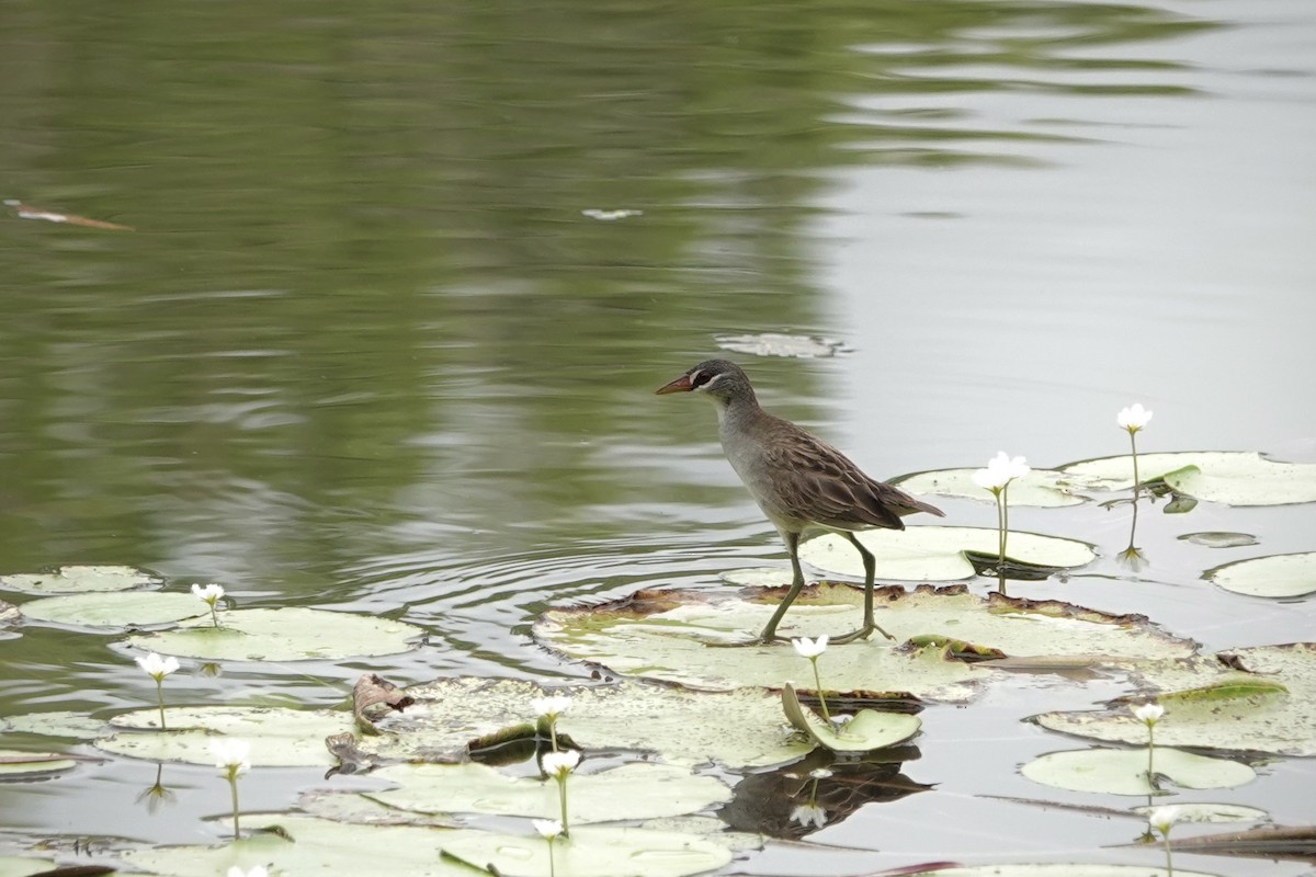 chřástal popelavý - ML644448498