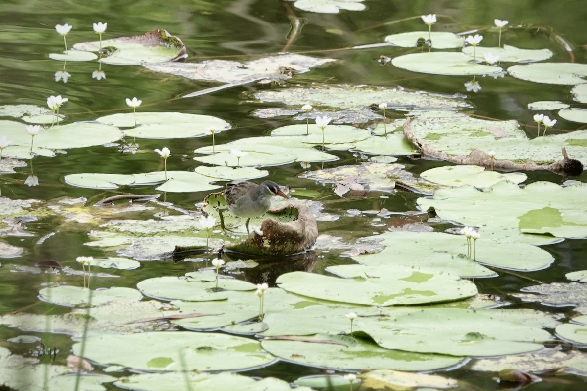 chřástal popelavý - ML644448499