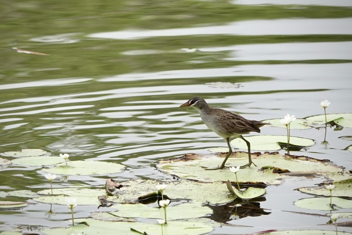 chřástal popelavý - ML644448500