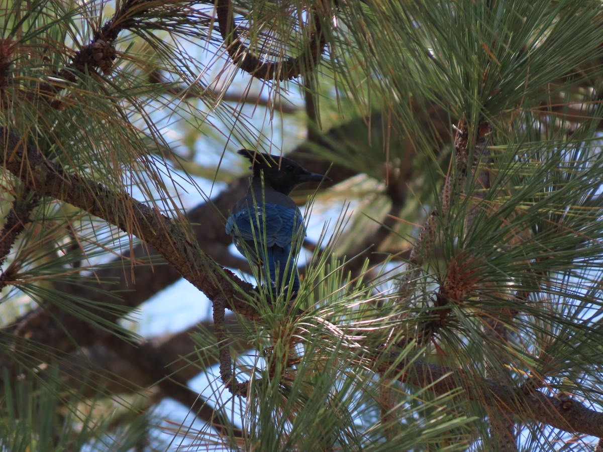 Steller's Jay - ML644448537