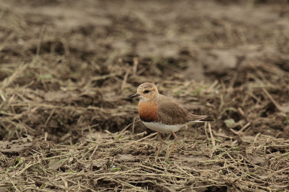 Pluvier oriental - ML644448563