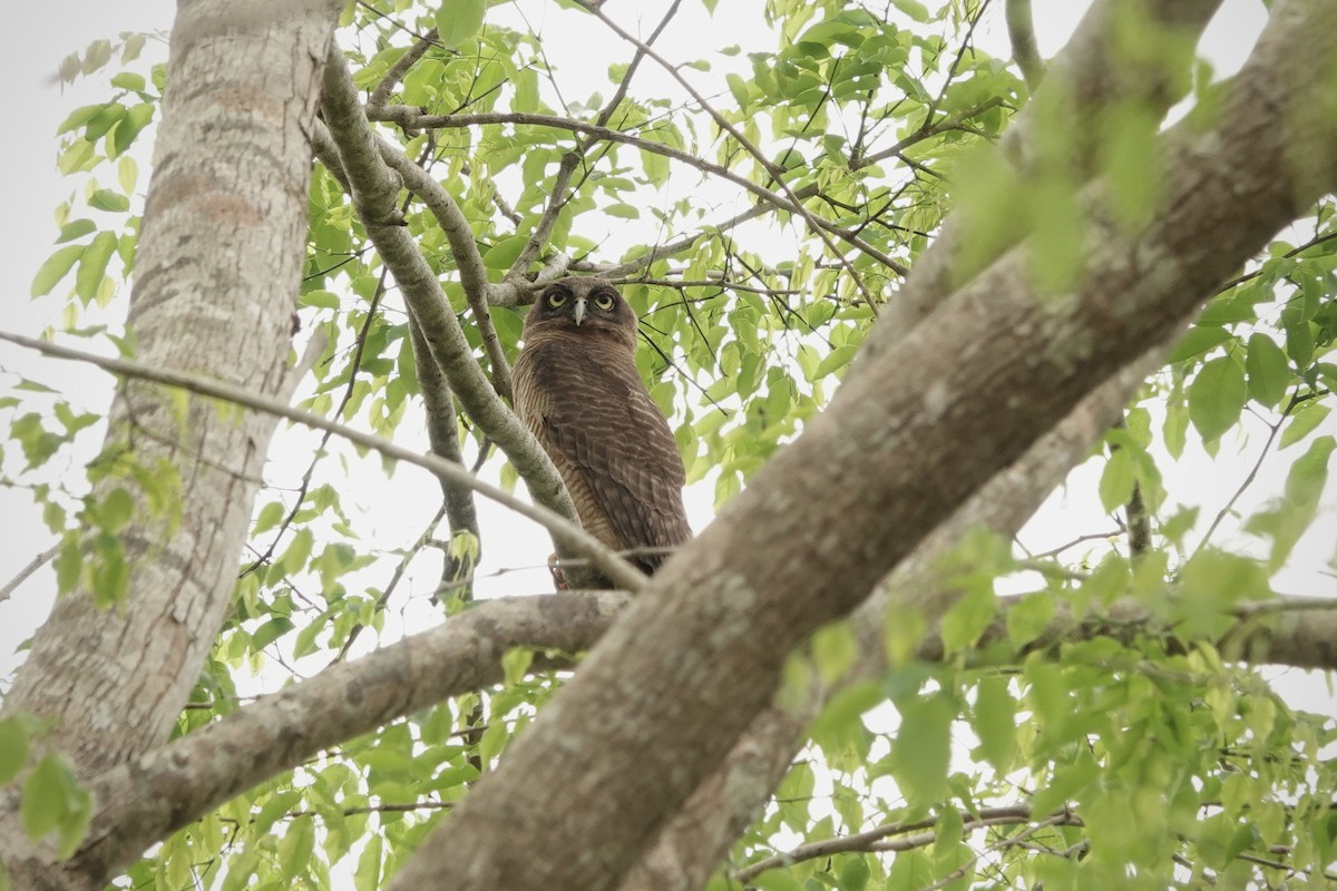 Nínox Rojizo - ML644448569