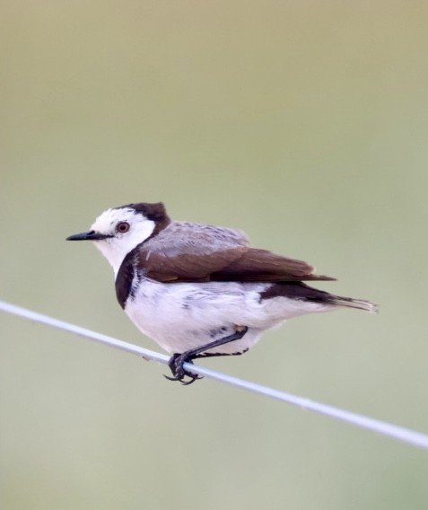 Eptianuro Pío - ML644448579