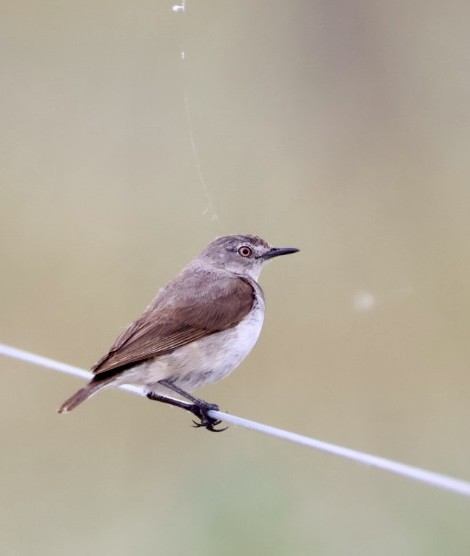 Eptianuro Pío - ML644448580