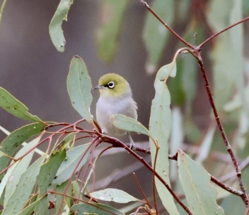 Silvereye - ML644448590
