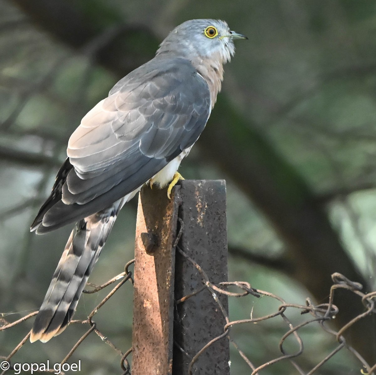 ハイタカジュウイチ - ML644448592