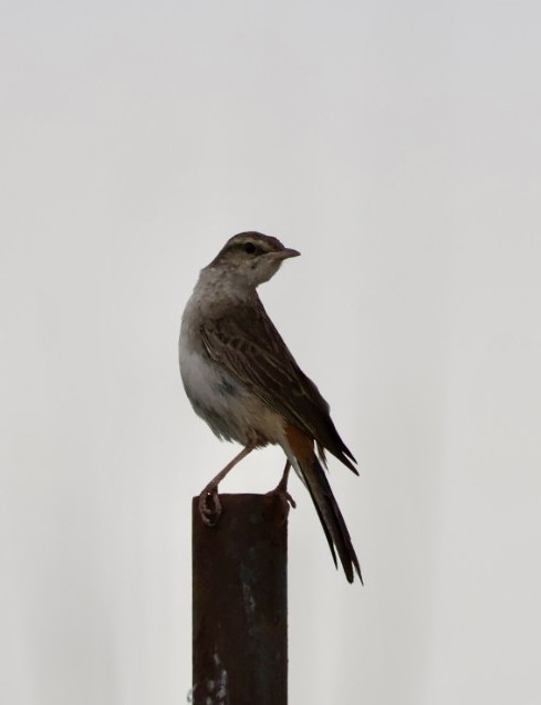 Rufous Songlark - ML644448596