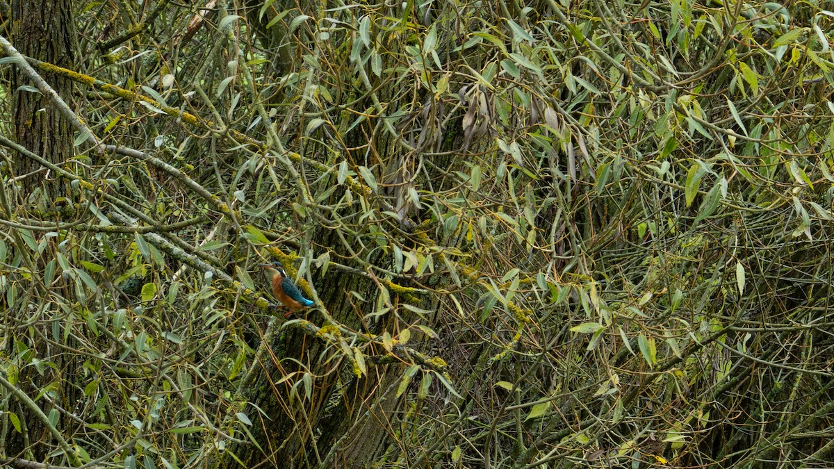 Common Kingfisher - ML644448598