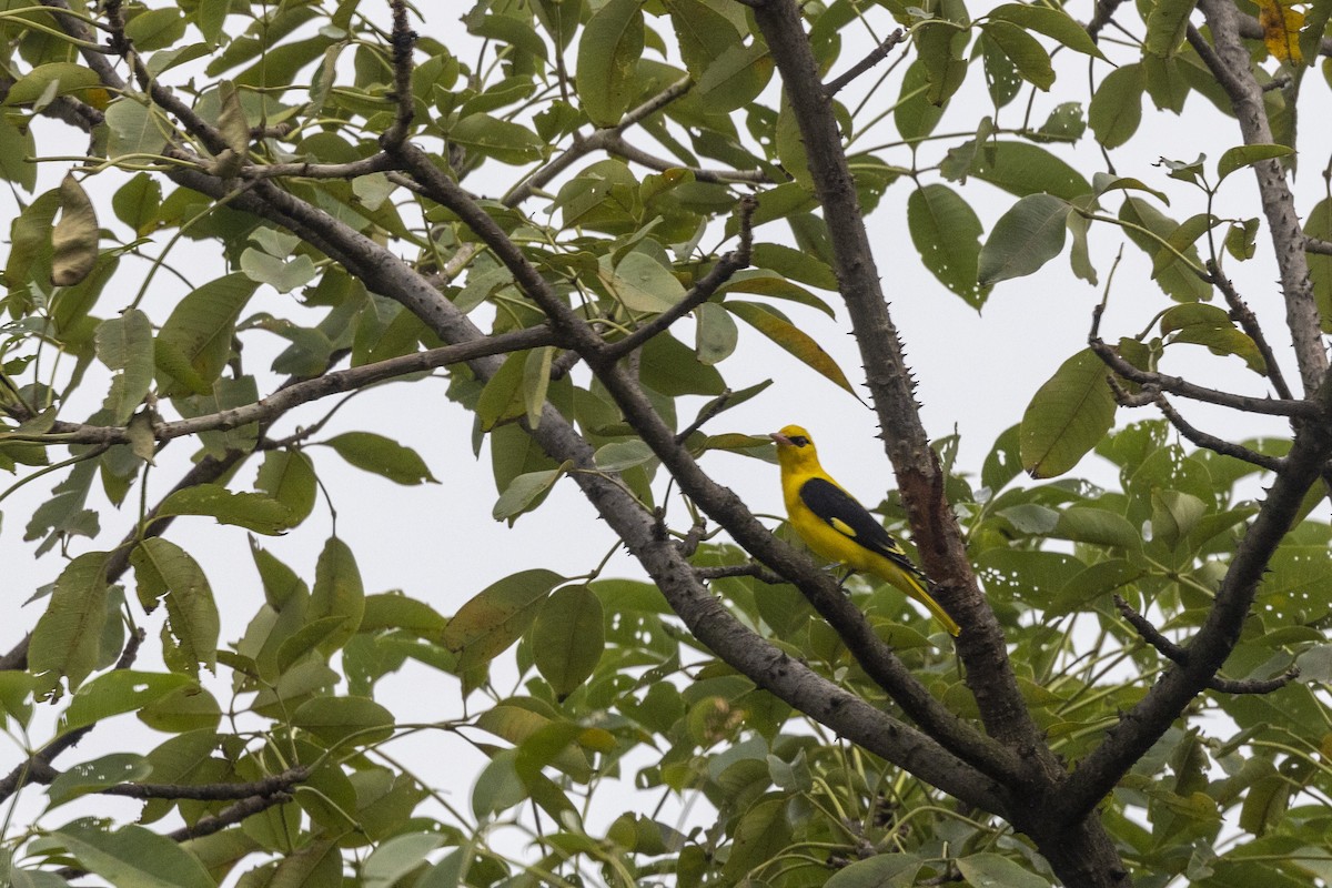 זהבן הודי - ML644448625