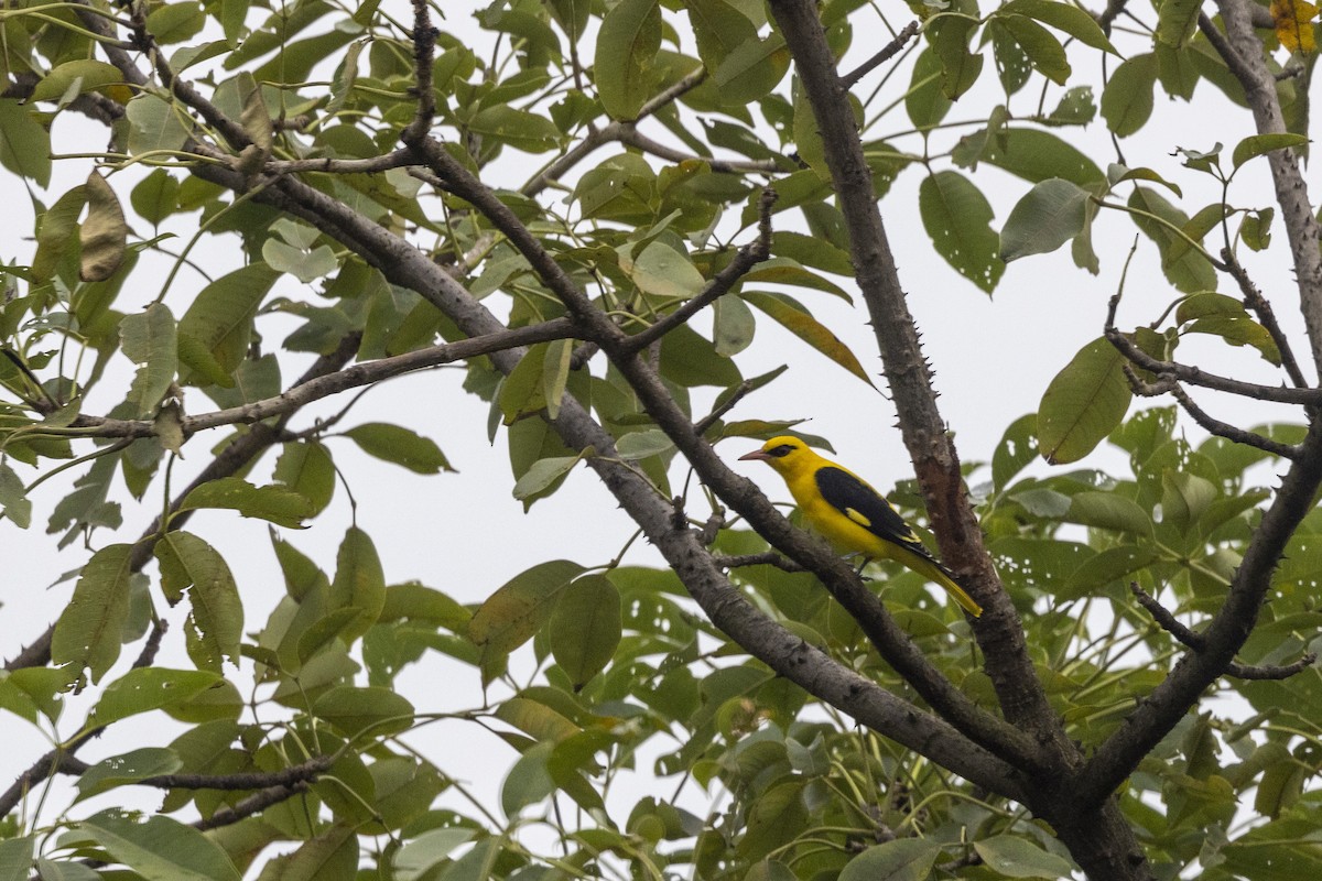 זהבן הודי - ML644448626