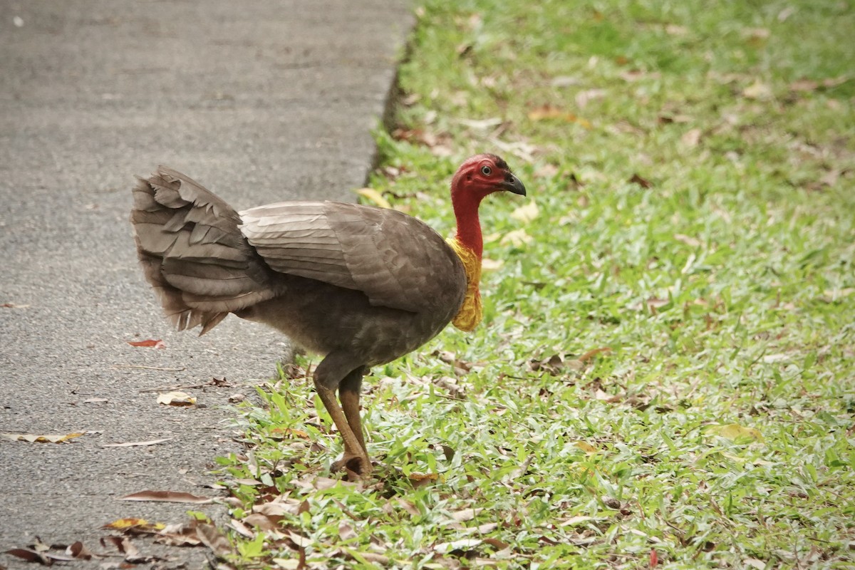 Australian Brushturkey - ML644448629