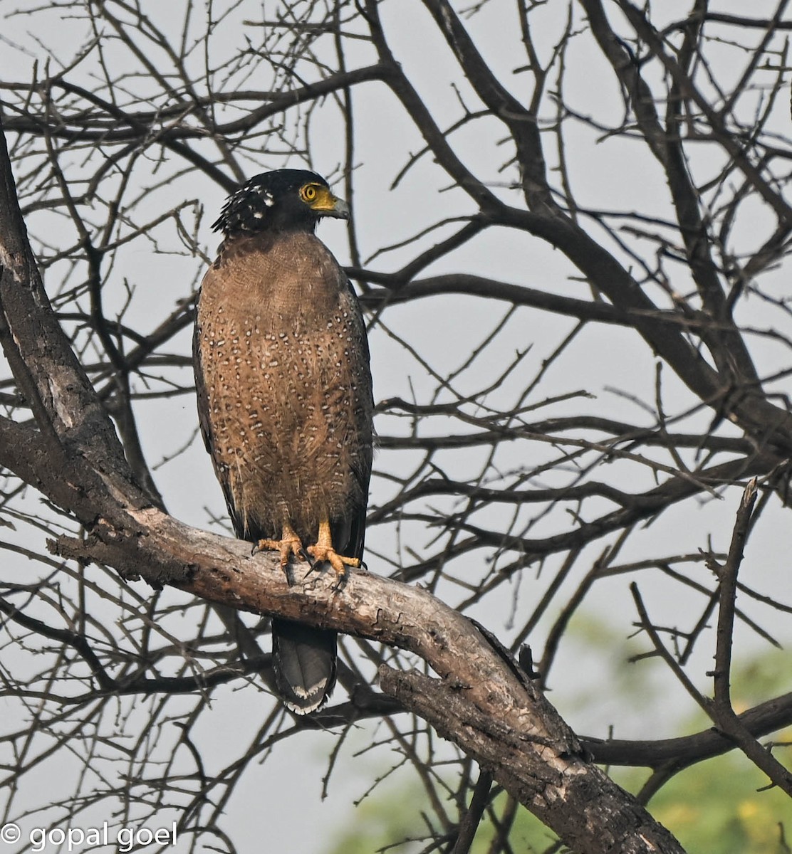 Crested Serpent-Eagle - ML644448634