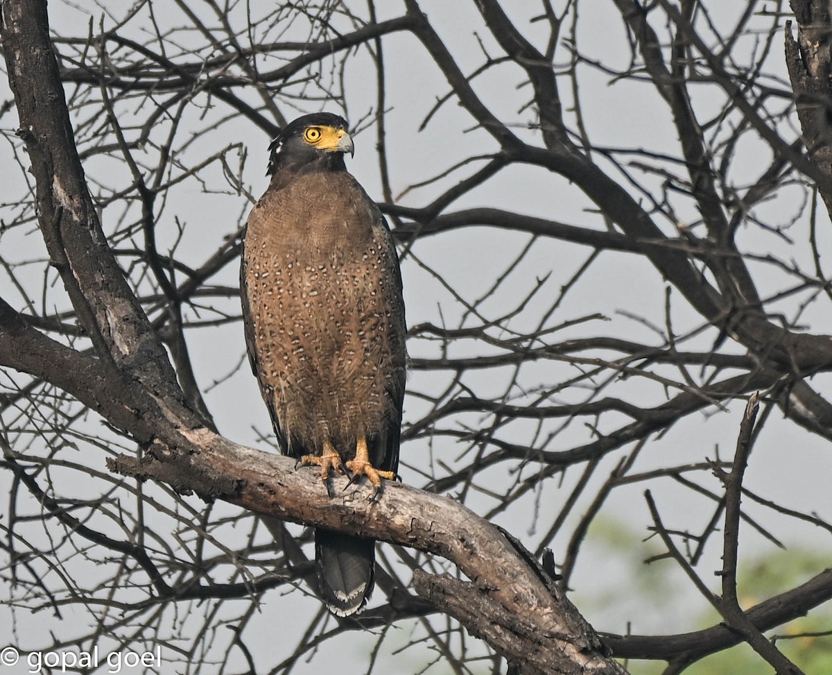 Crested Serpent-Eagle - ML644448635