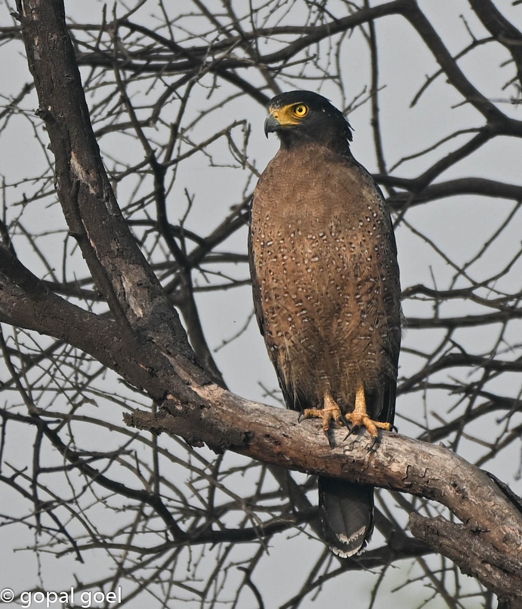 Crested Serpent-Eagle - ML644448636