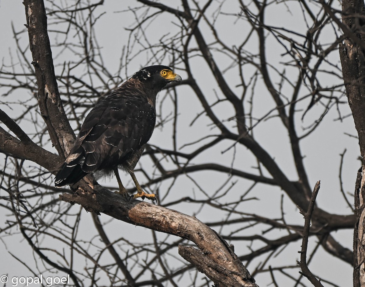 Crested Serpent-Eagle - ML644448637