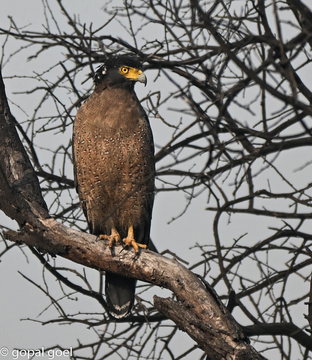 Crested Serpent-Eagle - ML644448638