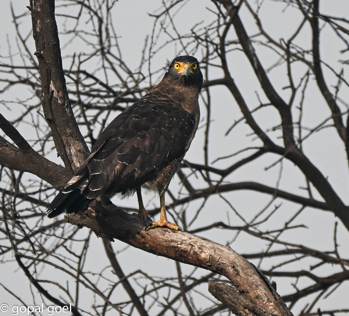 Crested Serpent-Eagle - ML644448639