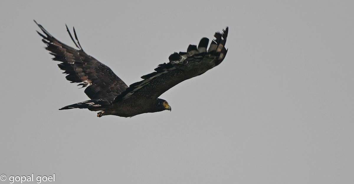 Crested Serpent-Eagle - ML644448640