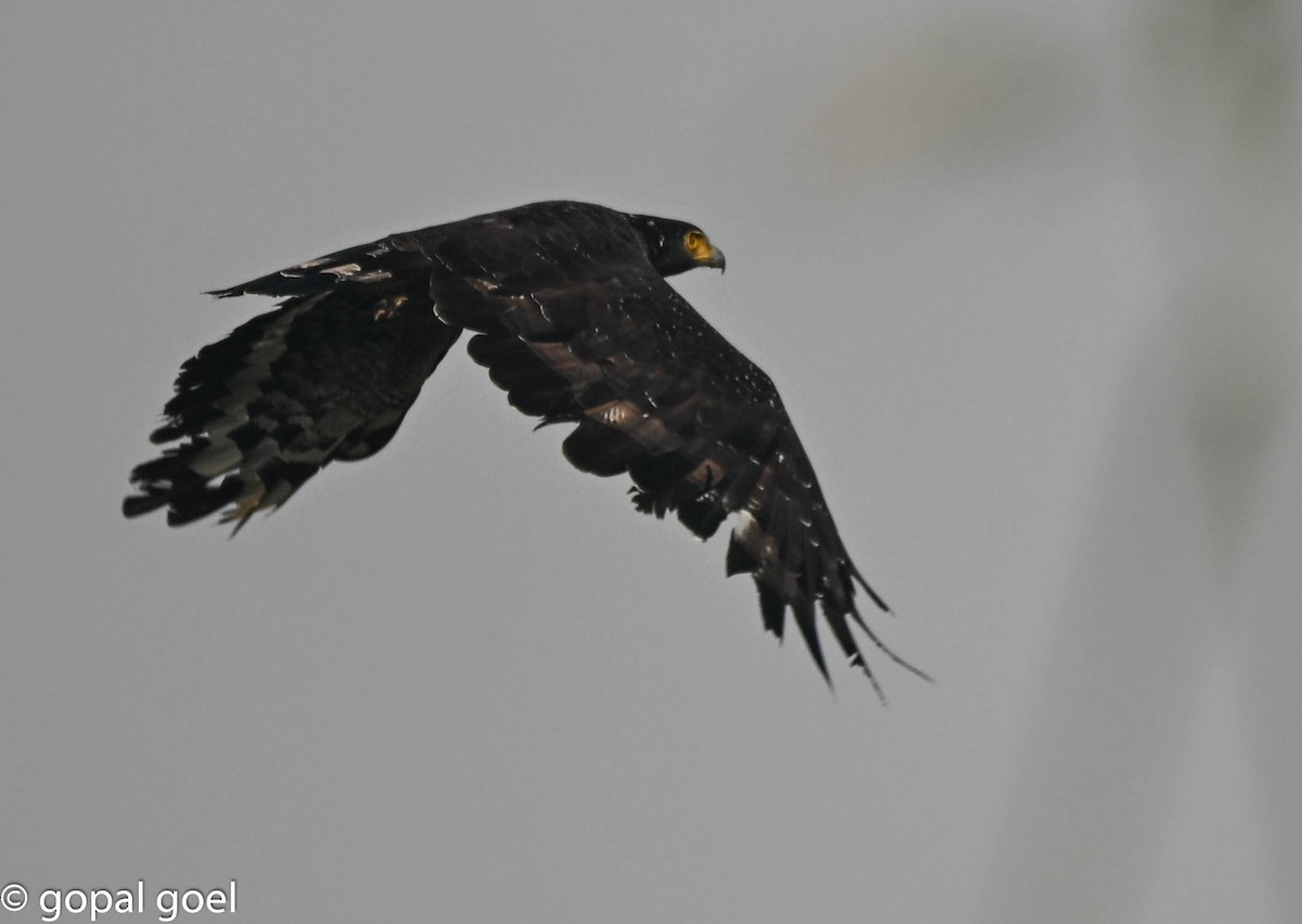 Crested Serpent-Eagle - ML644448641