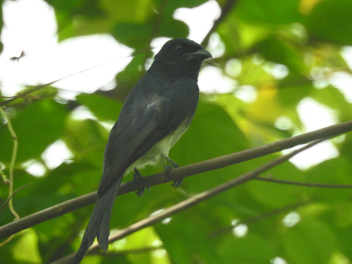 Ak Karınlı Drongo - ML644448658
