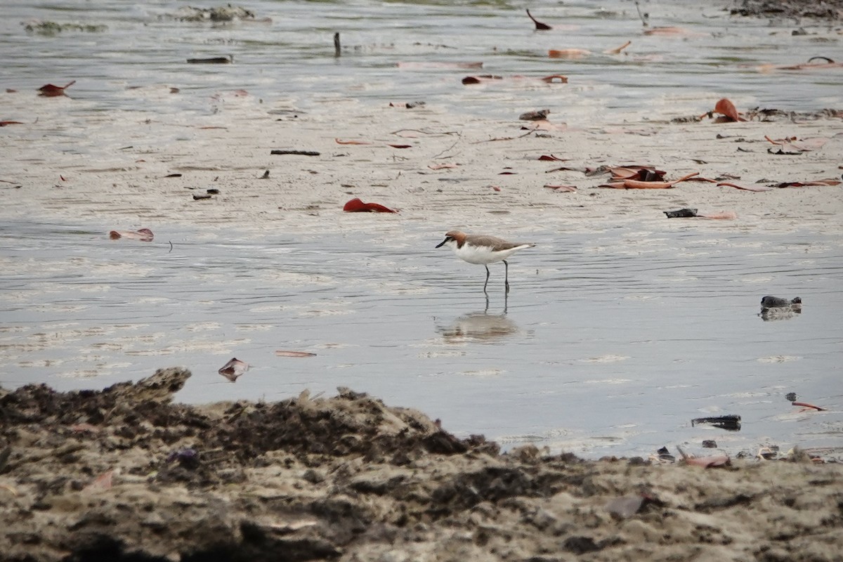 Red-capped Plover - ML644448682
