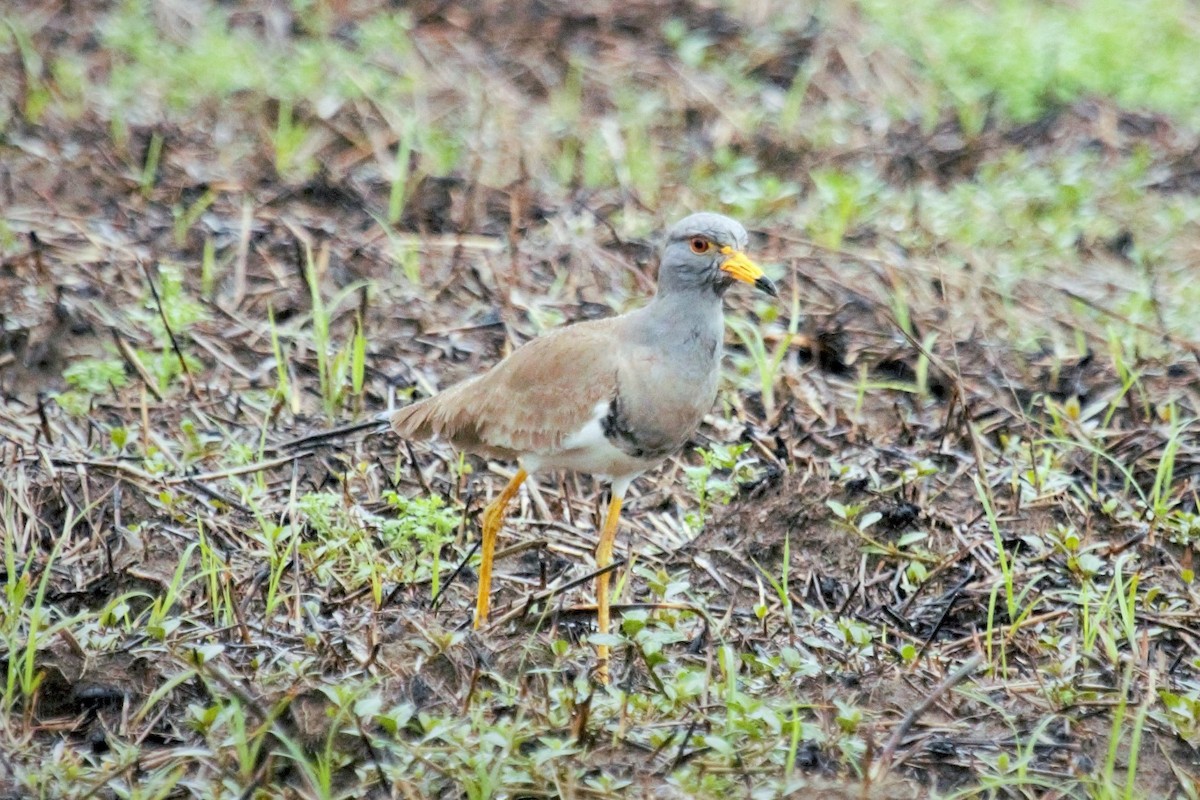 Vanneau à tête grise - ML644448683