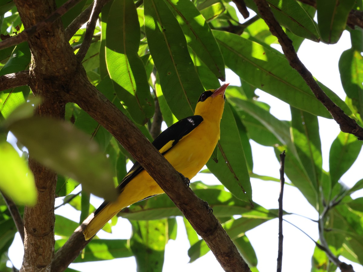 זהבן הודי - ML644448713
