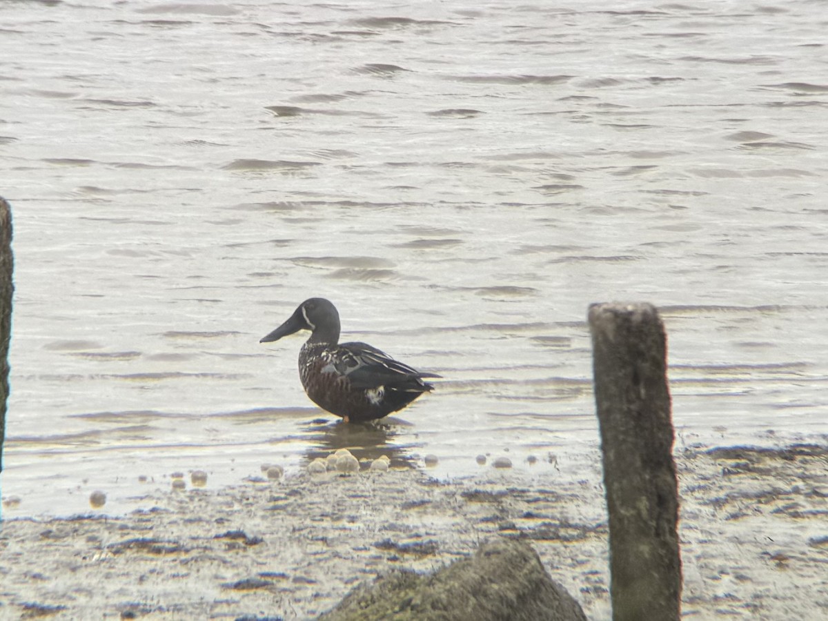 Австралийская широконоска - ML644448726