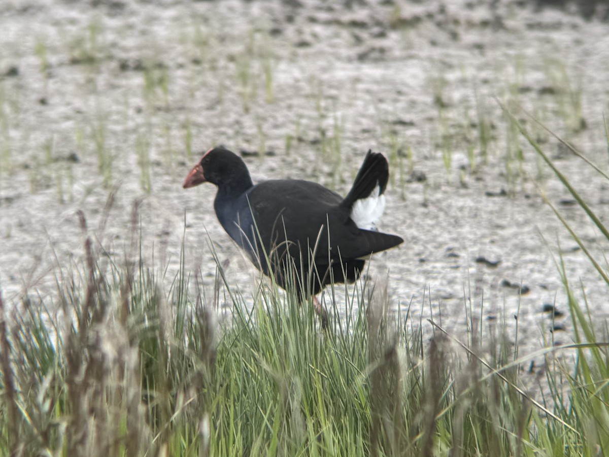 Australasian Swamphen - ML644448737