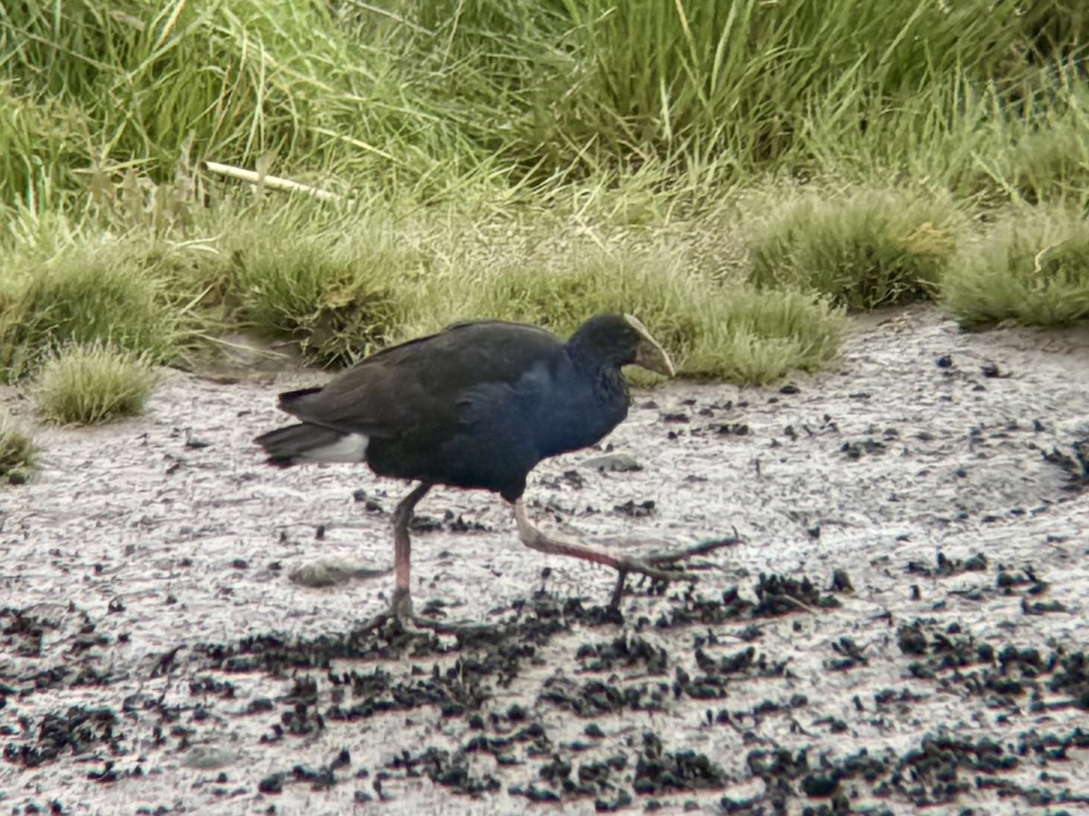 Australasian Swamphen - ML644448738