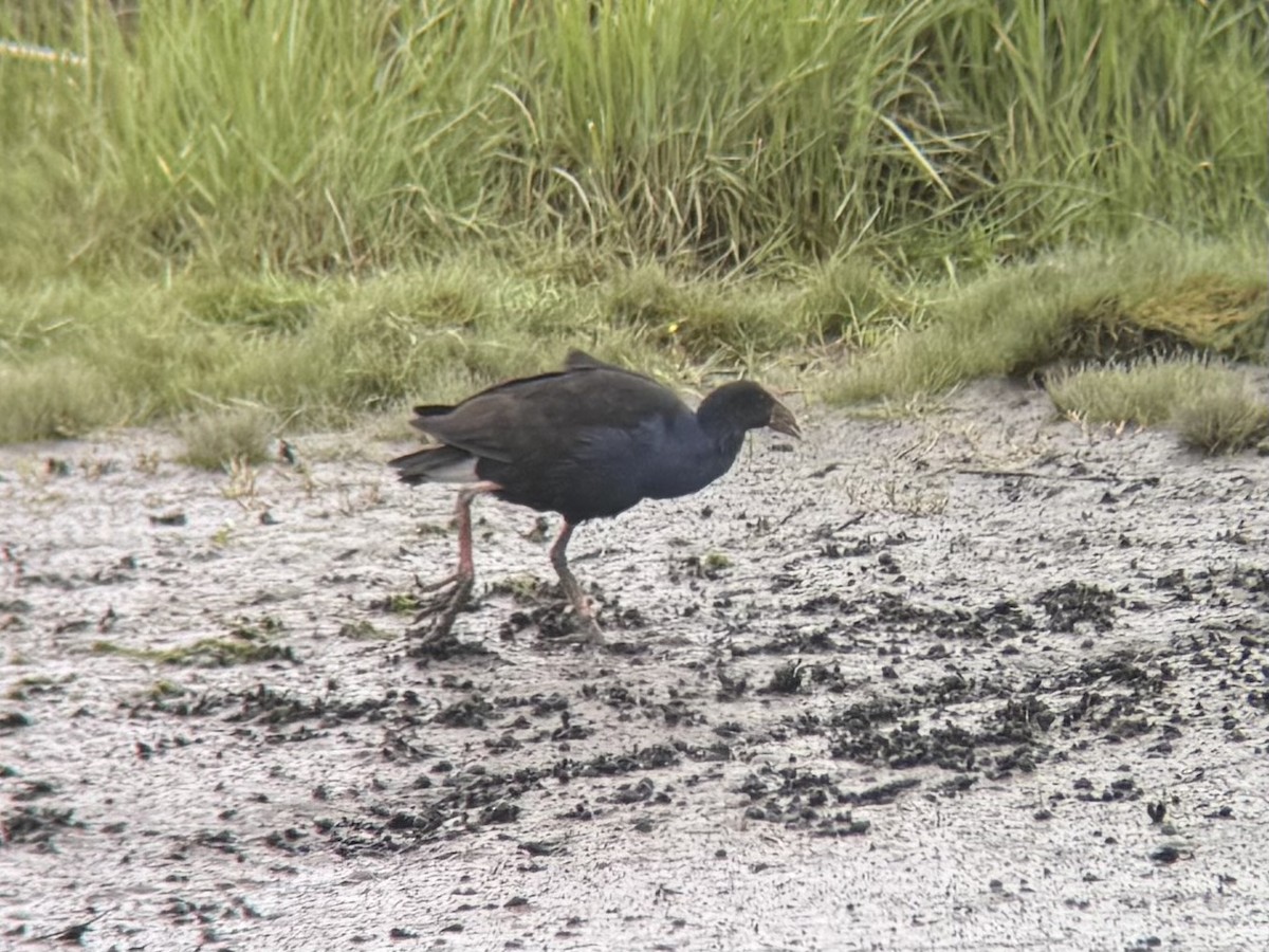 Australasian Swamphen - ML644448739