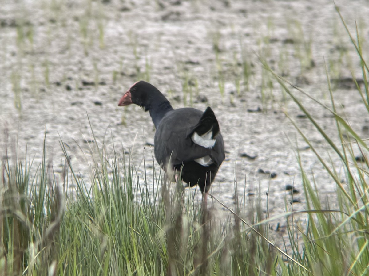Australasian Swamphen - ML644448740