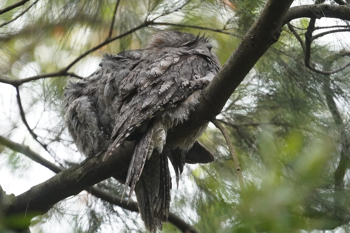 Tawny Frogmouth - ML644448745