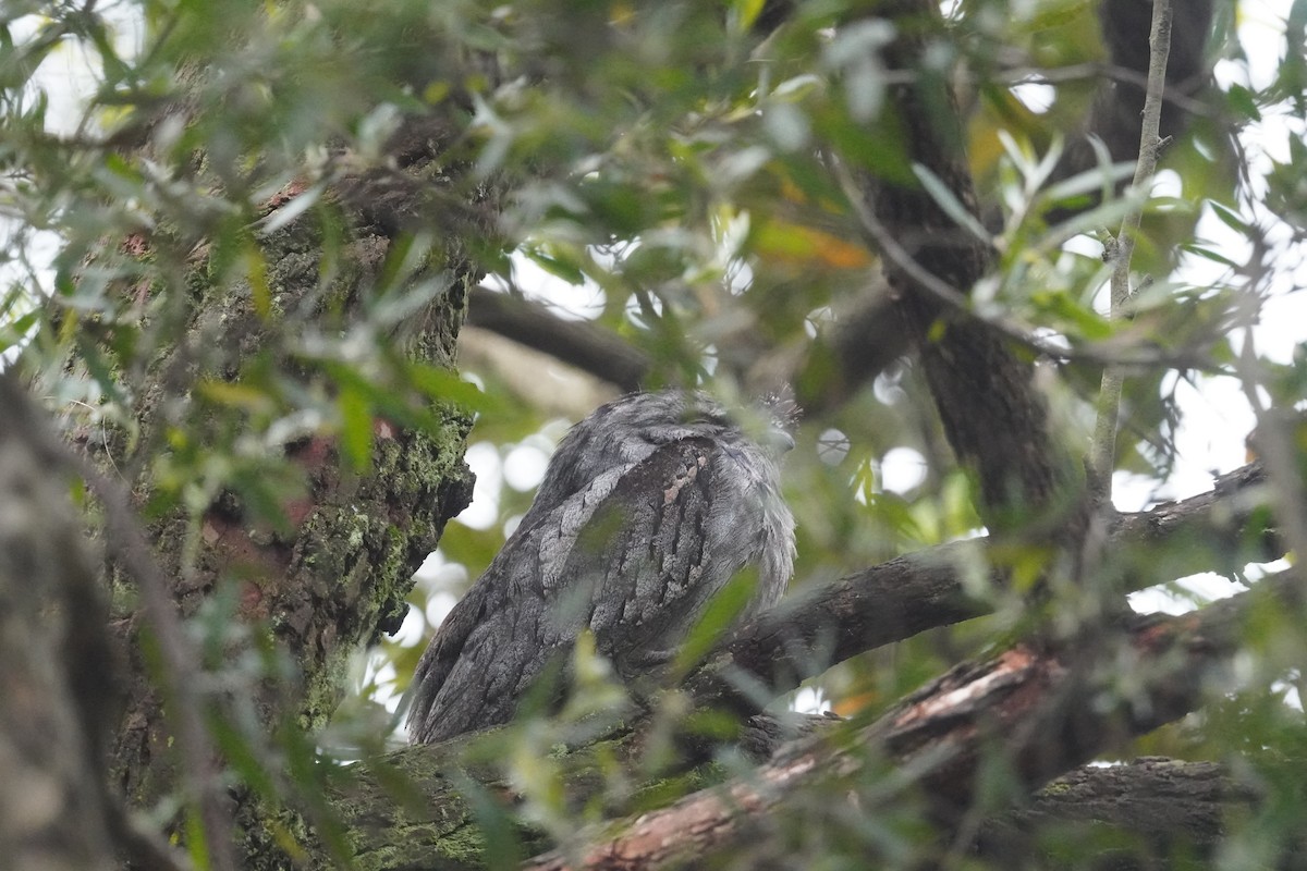Tawny Frogmouth - ML644448746