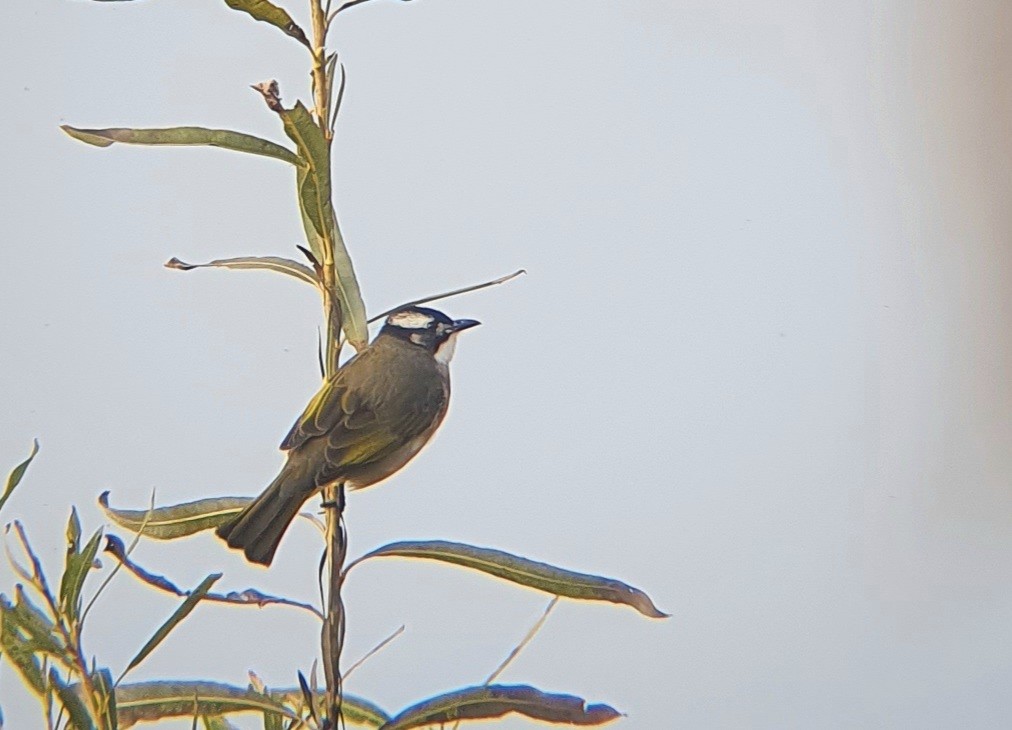 Нангиад бөлбөл - ML644448747