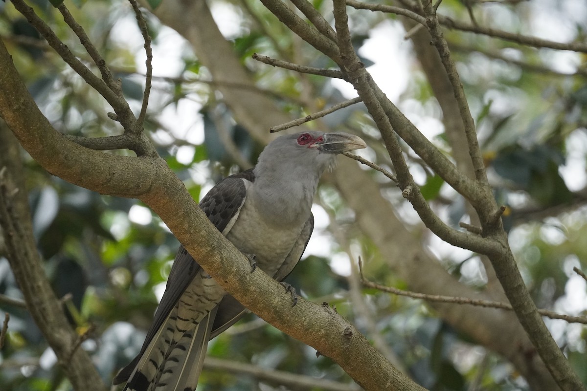 Channel-billed Cuckoo - ML644448753