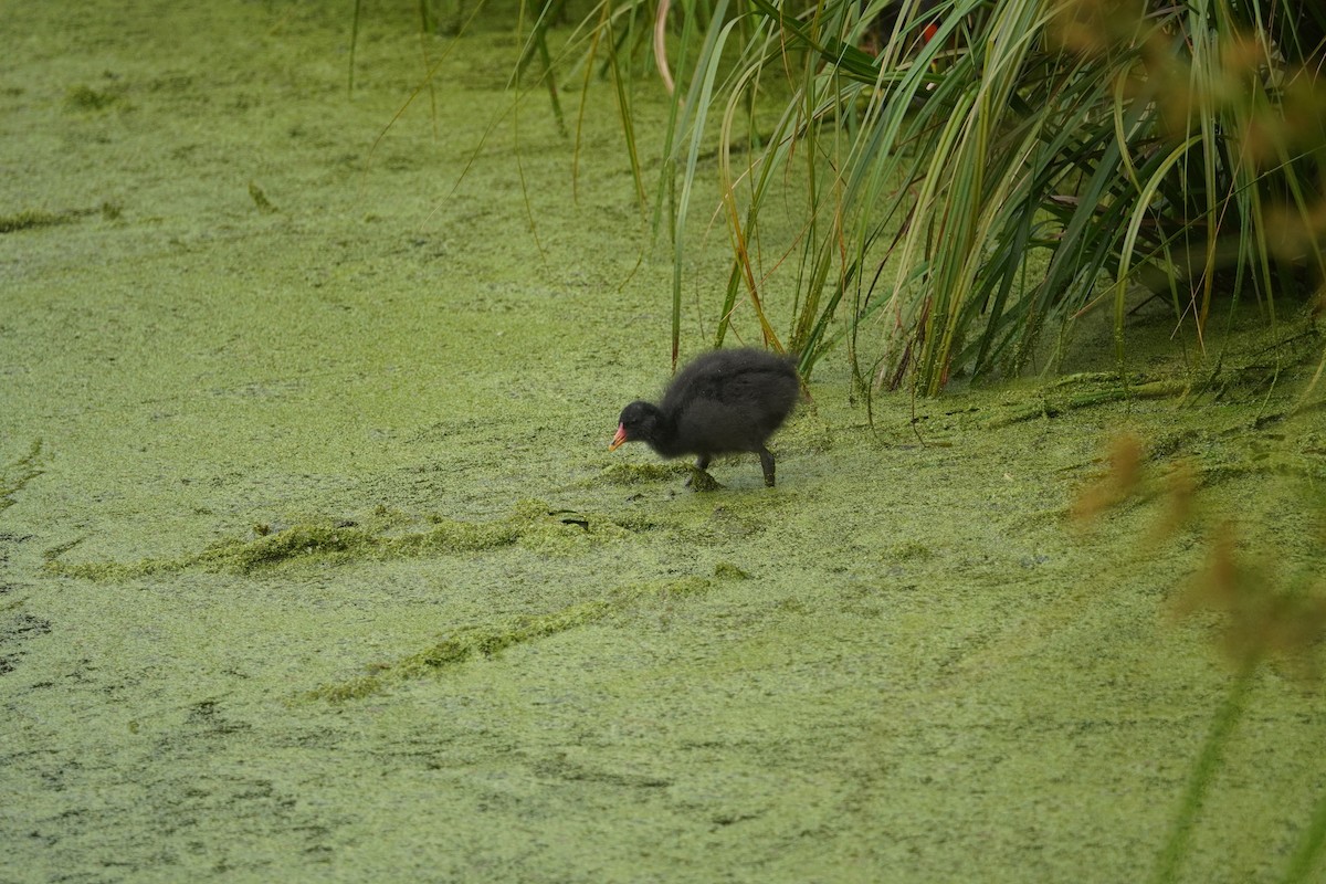 Dusky Moorhen - ML644448756