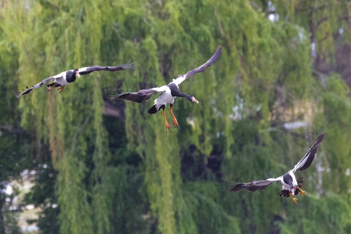 Magpie Goose - ML644448761