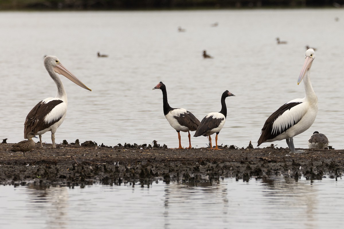 Magpie Goose - ML644448780