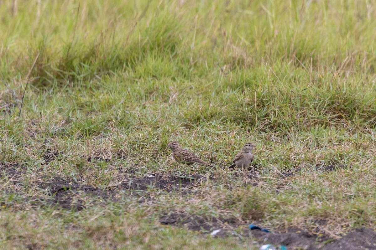 Alouette de Sykes - ML644448783