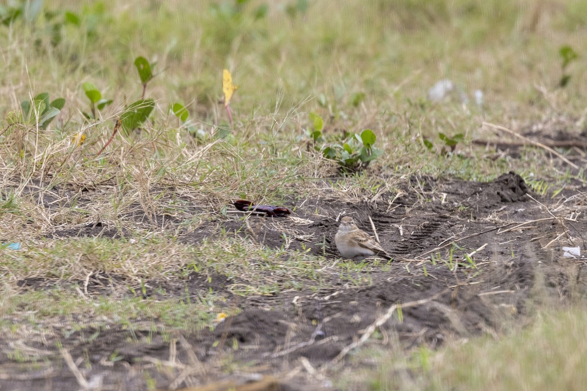 Alouette de Sykes - ML644448784