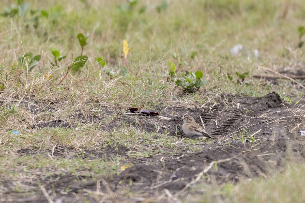 Alouette de Sykes - ML644448785