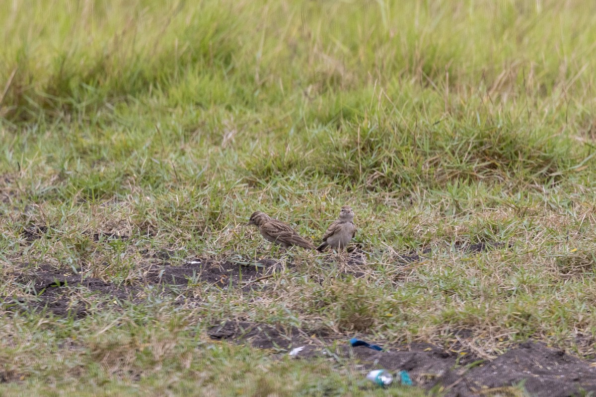 Alouette de Sykes - ML644448786