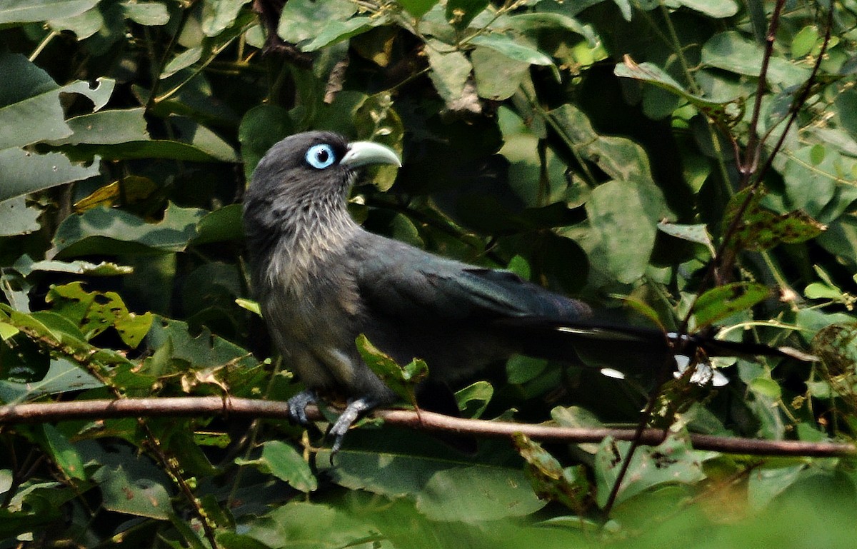 Blue-faced Malkoha - ML644448787
