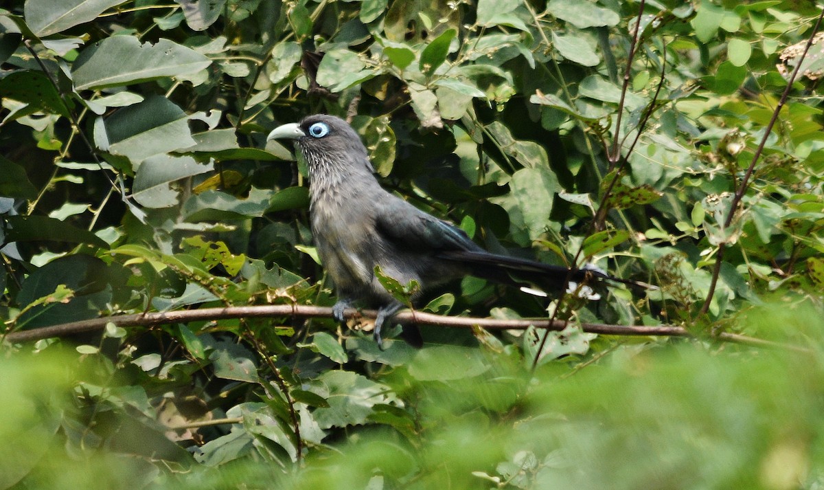 Blue-faced Malkoha - ML644448788
