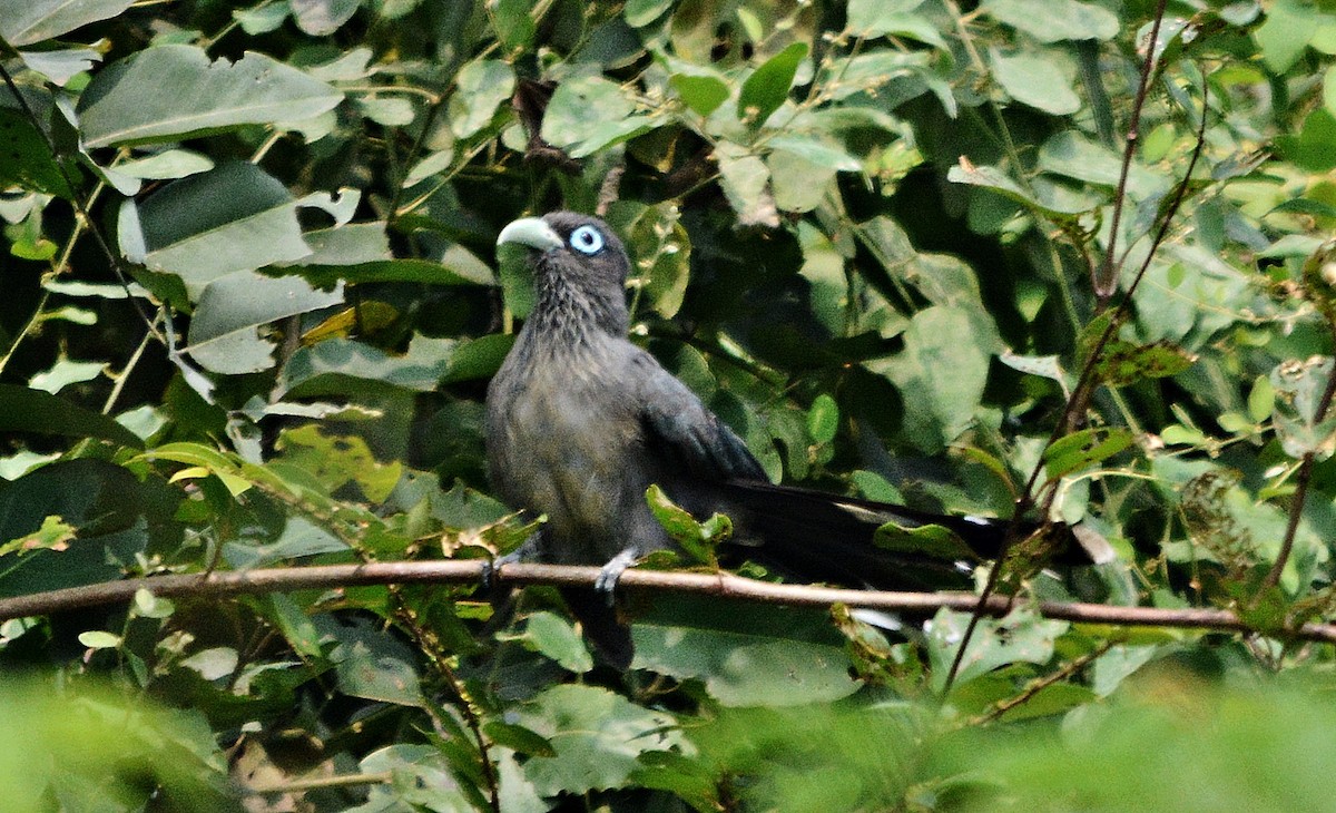 Blue-faced Malkoha - ML644448789